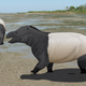 Hippos and tapirs the size of bears once roamed Wyoming, and left their mark.